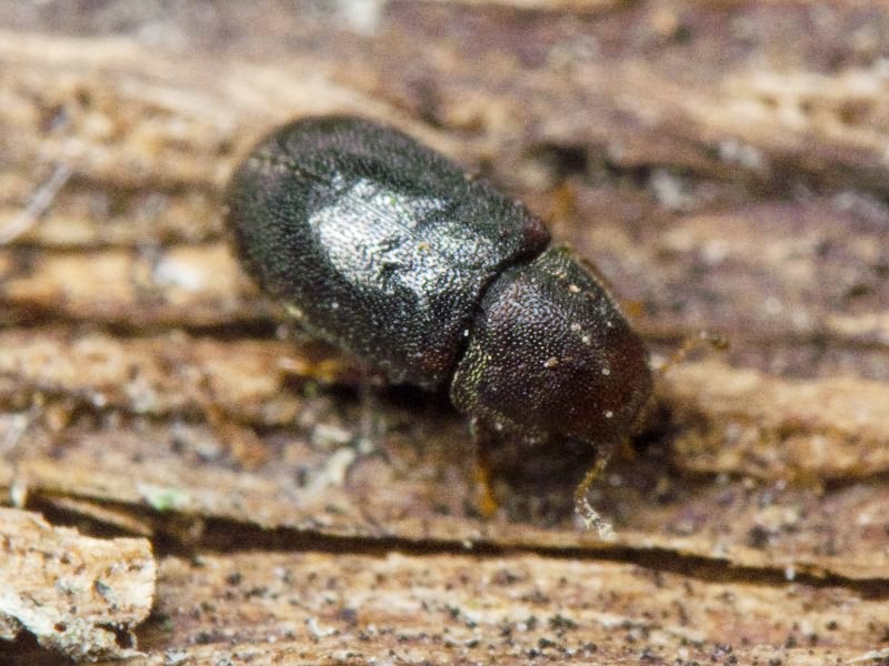 Orthocis lucasi (Abeille de Perrin, 1874)